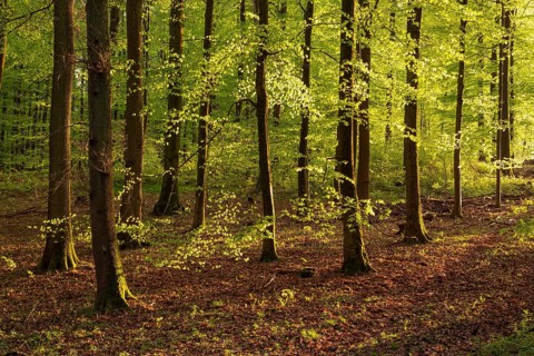 Picturesque evening light in an idyllic beech forest with lush green foliage in spring,