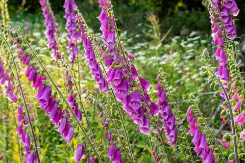 Violet-blooming inflorescences of Foxglove (Digitalis purpurea) in a forest, Germany