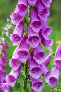 Close-up of purple blossoming red foxglove (Digitalis purpurea) inflorescences in a forest, Germany