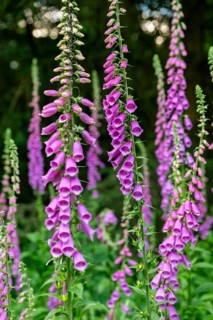 Violet-blooming inflorescences of Foxglove (Digitalis purpurea) in a forest, Germany