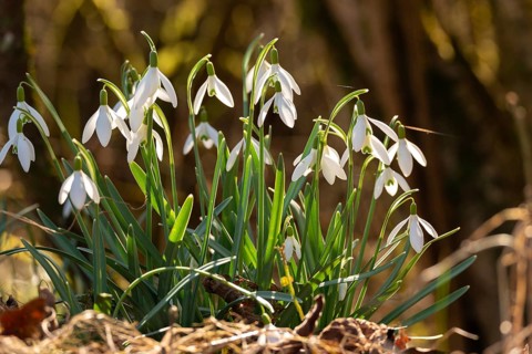 Common or small snowdrops (Galanthus nivalis) at the bottom of a forest in spring, Germany