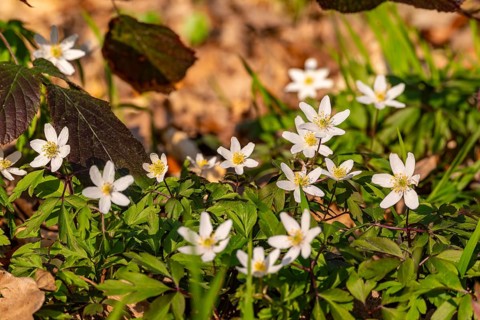 Group of wood anemones or bush anemones (Anemone nemorosa, synonym: Anemonoides nemorosa) at the