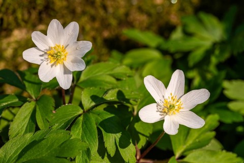 Close-up of two wood anemones or bush anemones (Anemone nemorosa, synonym: Anemonoides nemorosa) at