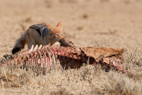 Black-backed jackal (Lupulella mesomelas), adult, feeding on skin and carcass of a common eland