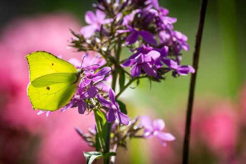 Lemon butterfly (Gonepteryx rhamni) sits on purple flowers of a flame flower or phlox, Finland