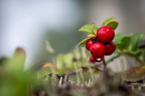 Ripe red shiny cranberries (Vaccinium vitis-idaea), forest, Sweden