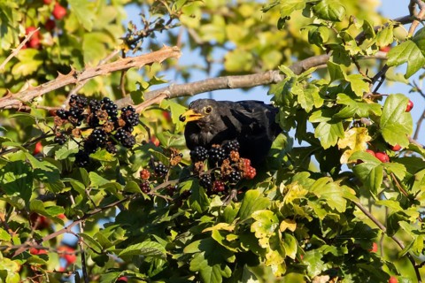 Eurasian blackbird (Turdus merula) adult male bird feeding on a blackberry in a hedgerow in the