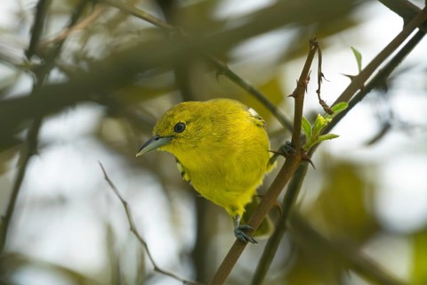 Common Iora (Aegithina tiphia) on a tree branch in Sreepur, Bangladesh
