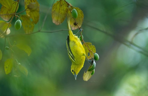 Common Iora (Aegithina tiphia) hanging from a tree branch, Gazipur, Bangladesh