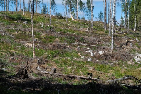 Cleared forest area, forestry, timber trade, near Sunne, Sweden