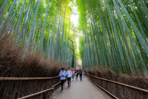 Visitors on their way through bamboo forest, motion blur, long exposure, towering bamboo stems in
