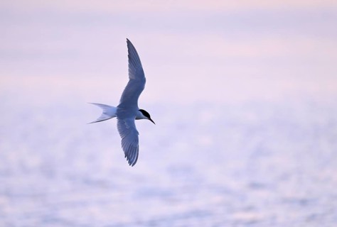 Flying common tern (Sterna hirundo) in the evening light, Texel, North Holland, the Netherlands