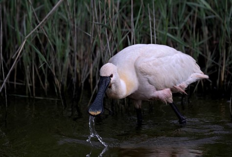 Spoonbill (Platalea leucorodia) looking for food in shallow water with drops of water in its open