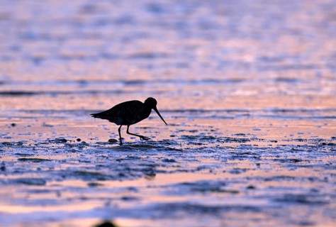 Pod-tailed woodcock (Limosa lapponica) in backlight on the beach, Texel, North Holland, the