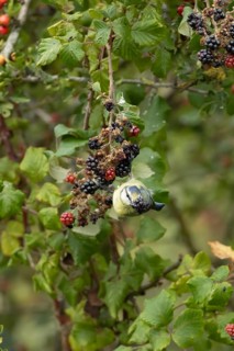 Blue tit (Cyanistes caeruleus) adult bird in a hedgerow feeding on blackberries in summer, England,