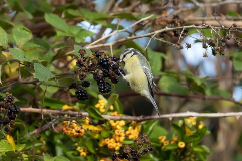 Blue tit (Cyanistes caeruleus) adult bird in a hedgerow feeding on blackberries in summer, England,