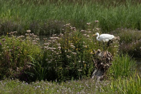 Great white egret (Ardea alba) adult bird on a tree stump amongst summer flowers, England, United