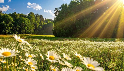 A sunlit meadow with daisies against a forest backdrop under a blue sky, Late summer country