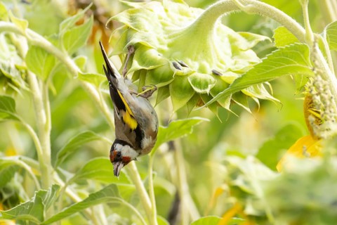 European goldfinch (Carduelis carduelis) adult bird feeding on a sunflower seed in a field of