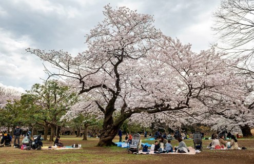 People picnicking under cherry blossoms in Yoyogi Park, Hanami Festival, Shibuya District, Tokyo,