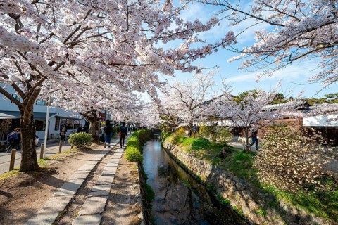 Footpath along a canal, cherry blossoms in spring, Philosopher's Path or Tetsugaku no michi, Kyoto,