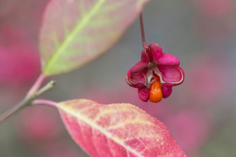 Common spindle bush (Euonymus europaeus), fruits, Emsland, Lower Saxony, Germany