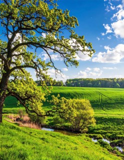 A serene landscape featuring a large tree by a stream at sunset with vibrant green grass and