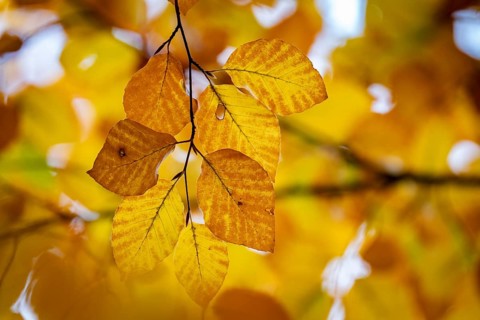 Yellow-brown colored beech leaves, autumn, Stuttgart, Germany