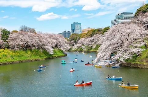 Chidorigafuchi Canal with rowing boats, blooming cherry trees on the shore, castle moat, Japanese