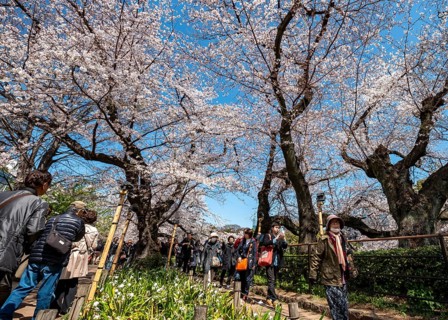 People walking under blooming cherry trees, Japanese cherry blossoms in spring, Hanami Festival,
