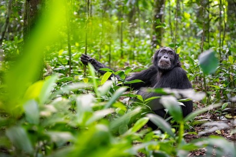 Chimpanzee (Pan Troglodytes) among green leaves, adult male among leaves in the jungle, Kibale