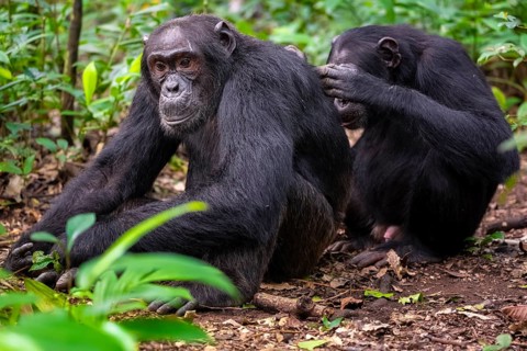 Two chimpanzees (Pan Troglodytes), adult male spawning, grooming in the jungle, Kibale National