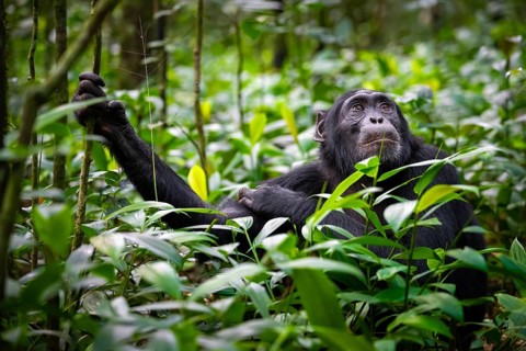 Animal portrait, chimpanzee (Pan Troglodytes) looking longingly, hopeful, adult male between leaves