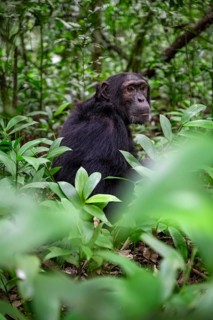 Chimpanzee (Pan Troglodytes), male on the ground, jungle in Kibale National Park, Uganda