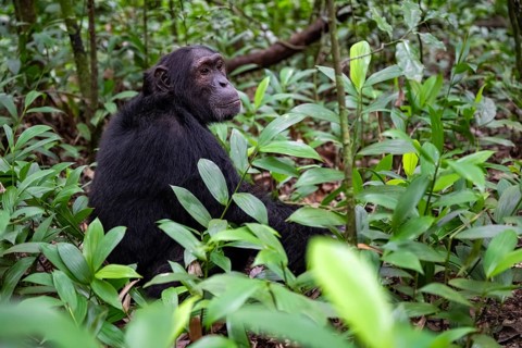 Chimpanzee (Pan Troglodytes), male on the ground, jungle in Kibale National Park, Uganda