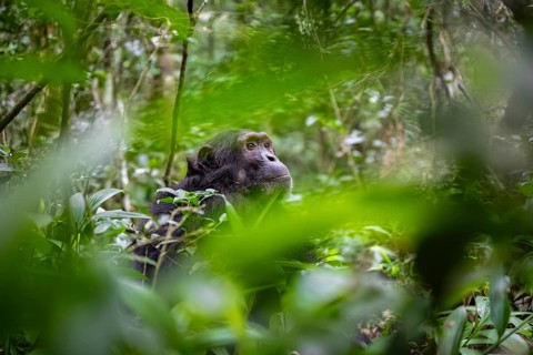Chimpanzee (Pan Troglodytes), male looking thoughtfully, on the ground, mood, green jungle in
