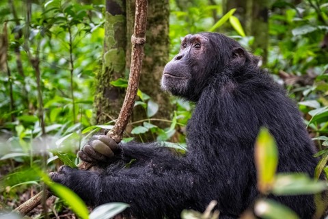 Chimpanzee (Pan Troglodytes), male on the ground, jungle in Kibale National Park, Uganda