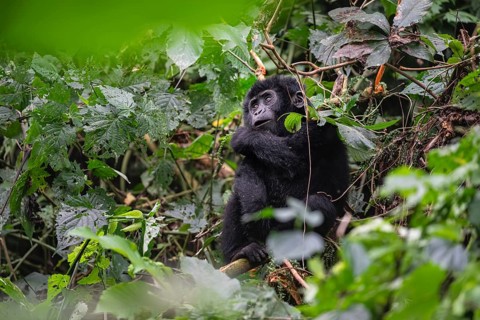 Mountain gorilla (Gorilla beringei beringei), juvenile, Bwindi Impenetrable Forest, Uganda