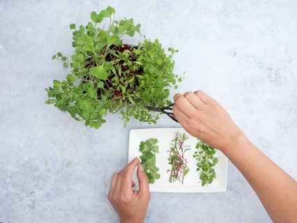 Hands picking fresh homegrown sprouts of arugula, beetroot and radishes from a small pot for a