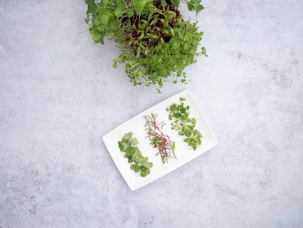 Freshly harvested microgreens of arugula, beetroot, and radishes, ready to enrich salads and other