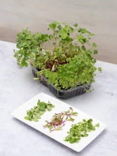 Homegrown microgreens including arugula, beetroot, and radish, thriving in a container and