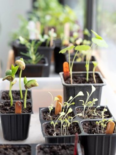Aromatic and edible plants growing in small pots on a windowsill, promoting home gardening and