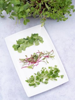 Homegrown microgreens of arugula, beetroot and radishes arranged on a white plate, promoting