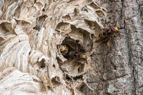 Hornissen (Vespa crabro), Emsland, Lower Saxony, Germany