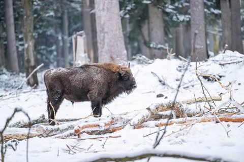European bison (Bison bonasus) or Wisent standing on a meadow next to the forest in winter, snow,