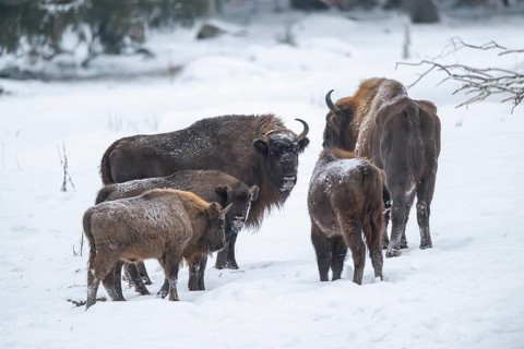 European bison (Bison bonasus) or Wisent standing on a meadow next to the forest in winter, snow,