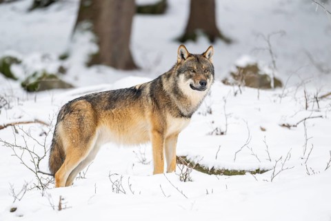 European gray wolf (Canis lupus lupus) standing in a forest in winter, snow, Bavaria, Germany