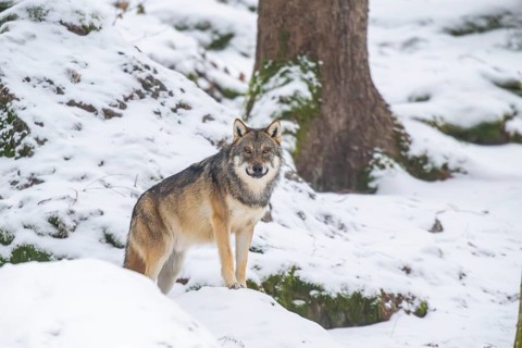 European gray wolf (Canis lupus lupus) standing in a forest in winter, snow, Bavaria, Germany