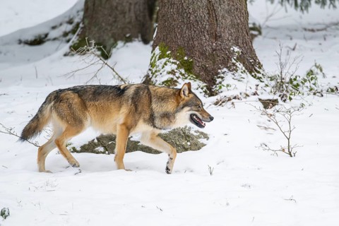 European gray wolf (Canis lupus lupus) walking in a forest in winter, snow, Bavaria, Germany