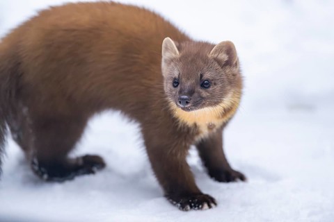 European pine marten (Martes martes) standing in the snow in winter, National Park Bavarian Forest,